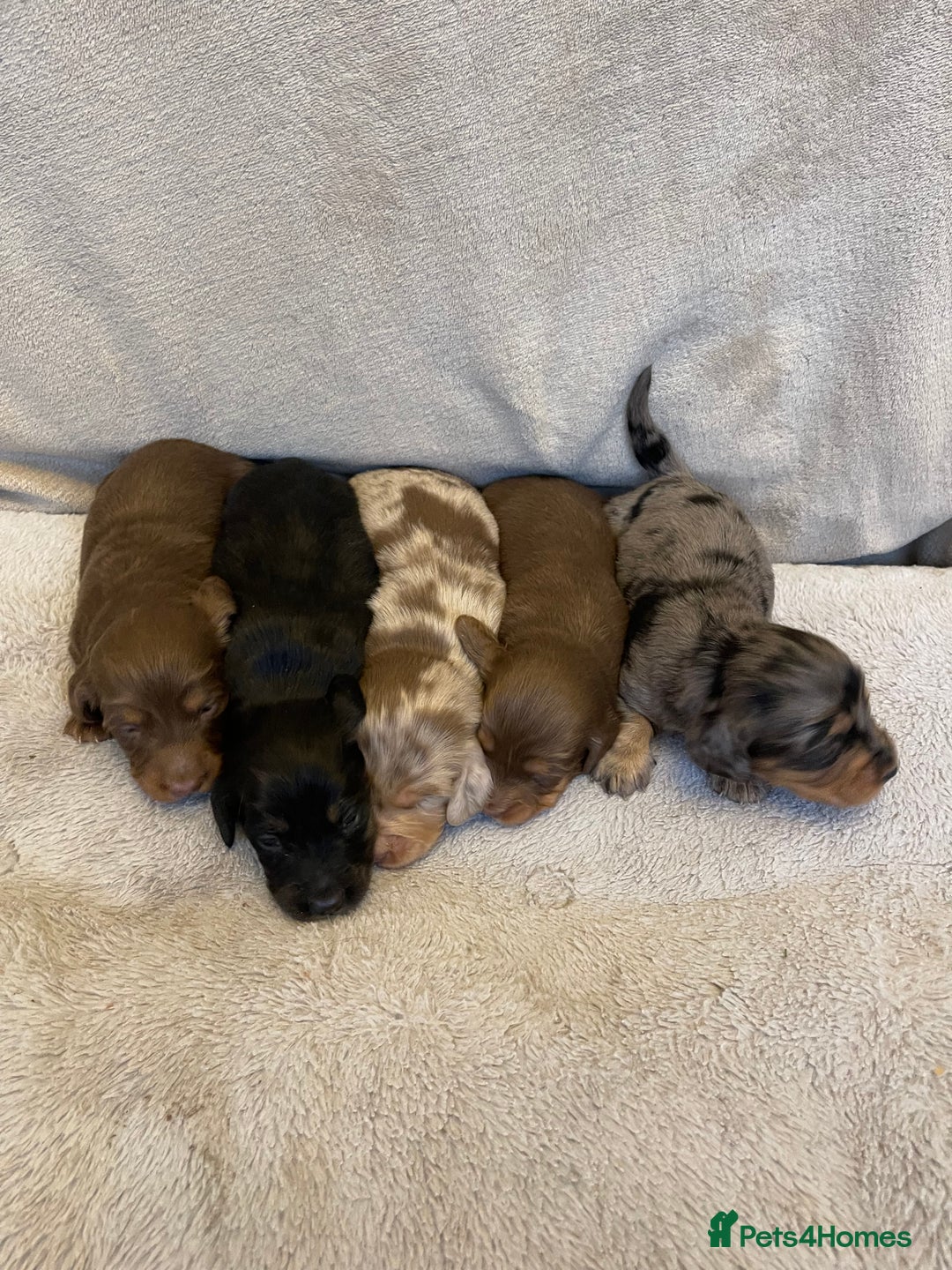 Dachshund dogs for sale: Stunning Standard long haired Dachhound  - Advert 9