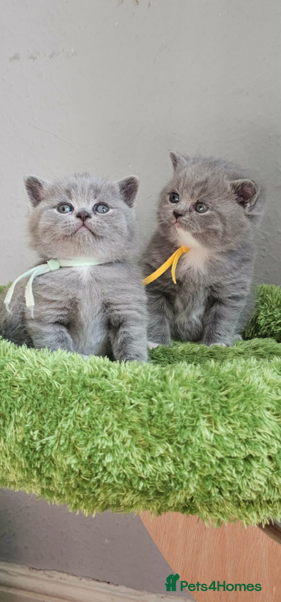 British Shorthair cats British Shorthair Kittens GCCF - Advert 1