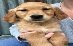 Golden Retriever dogs for sale: Beautiful Red KC Golden Retriver Puppies  - Image 1