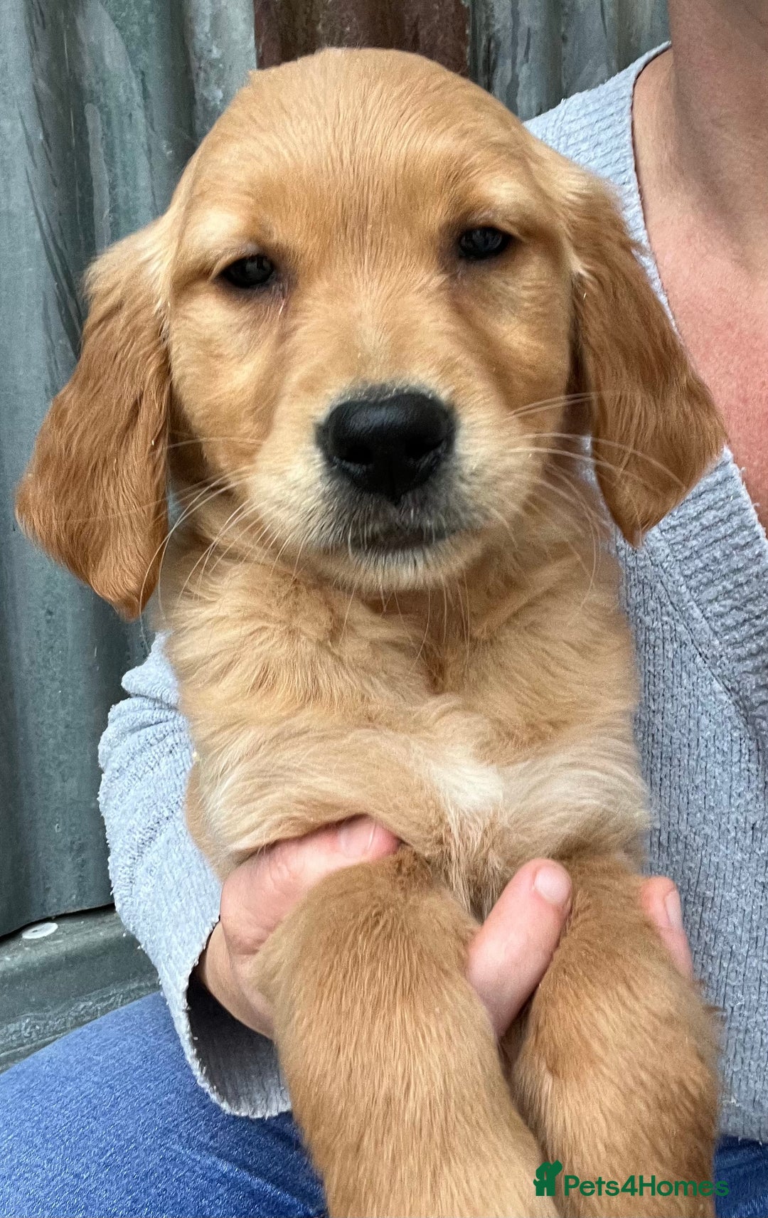 Golden Retriever dogs for sale: Beautiful Red KC Golden Retriver Puppies  - Image 1