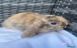 Mini Lop rabbits for sale: Mini lop litter ready now  - Image 2