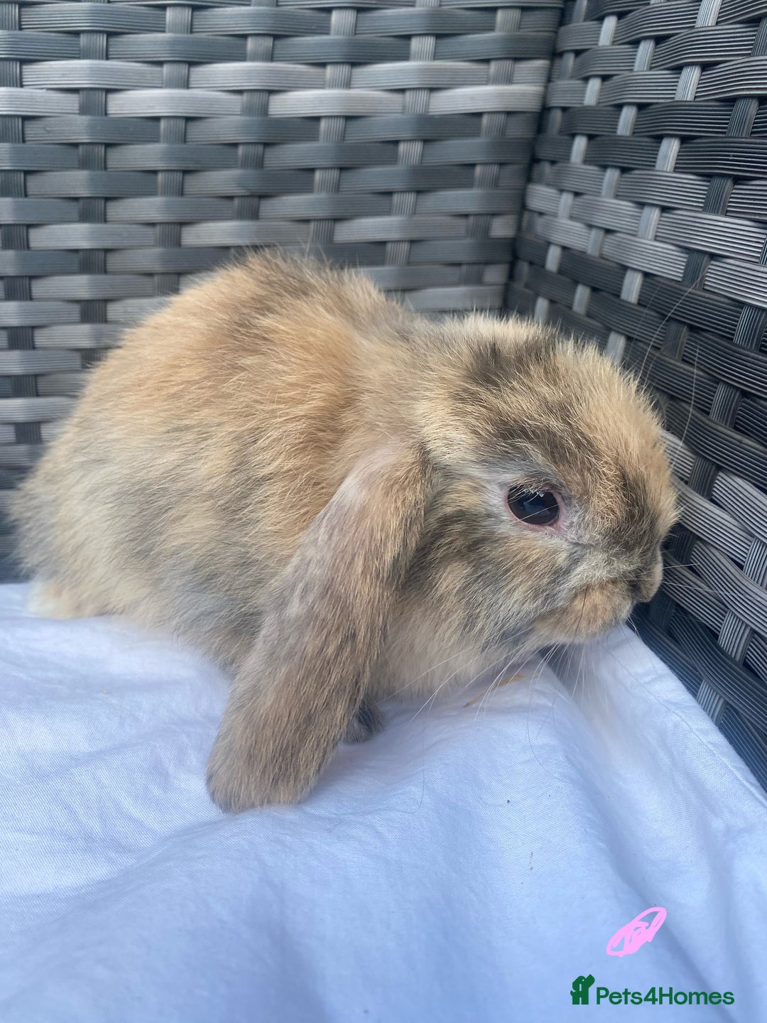 Mini Lop rabbits for sale: Mini lop litter ready now  - Image 2