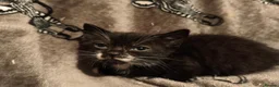 Mixed Breed cats for sale: Beautiful mixed breed kittens  - Advert 10