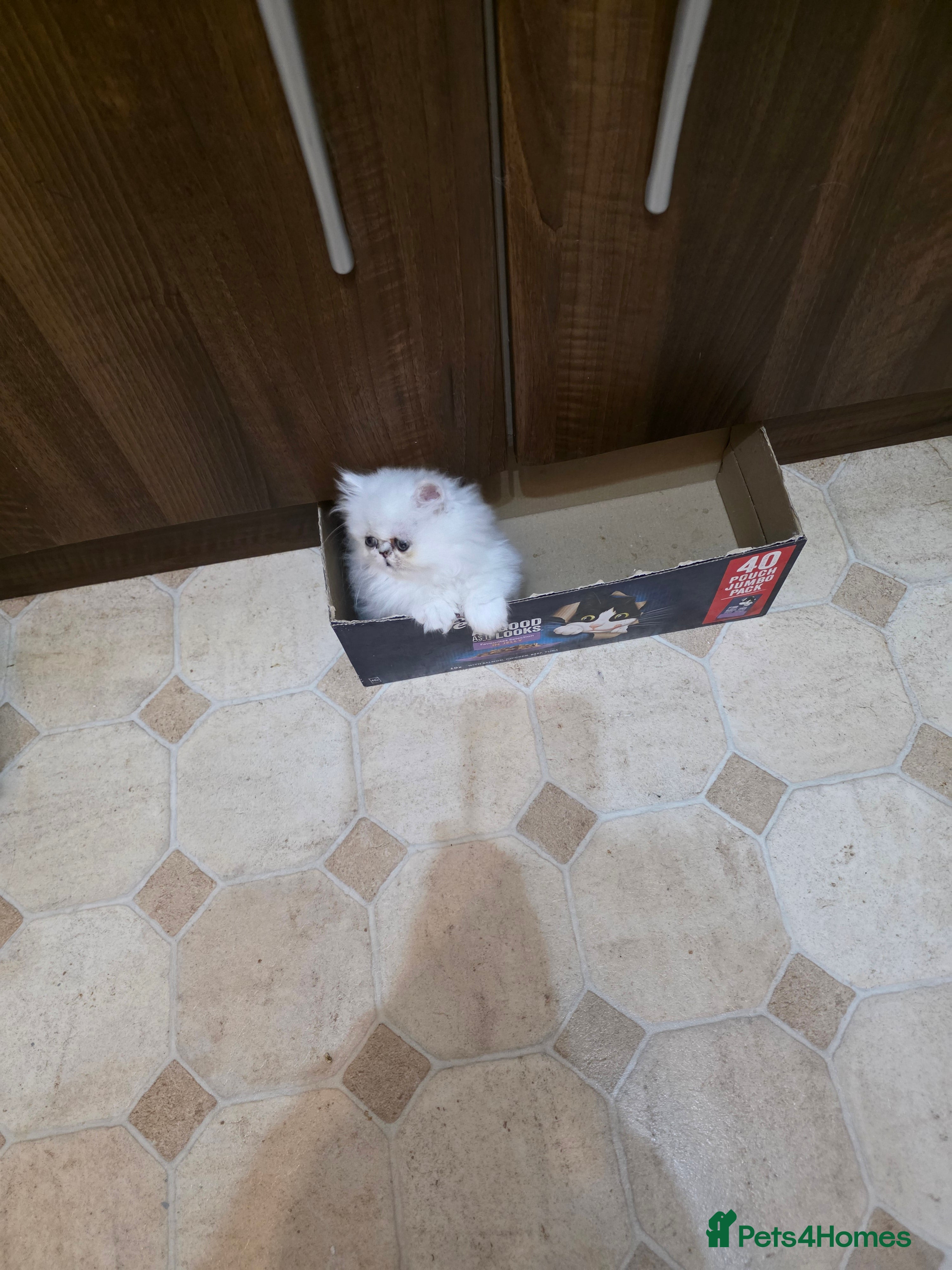 Persian cats Pedigree Chinchilla Kitten - Advert 14