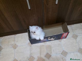 Persian cats Pedigree Chinchilla Kitten. Female - Advert 3