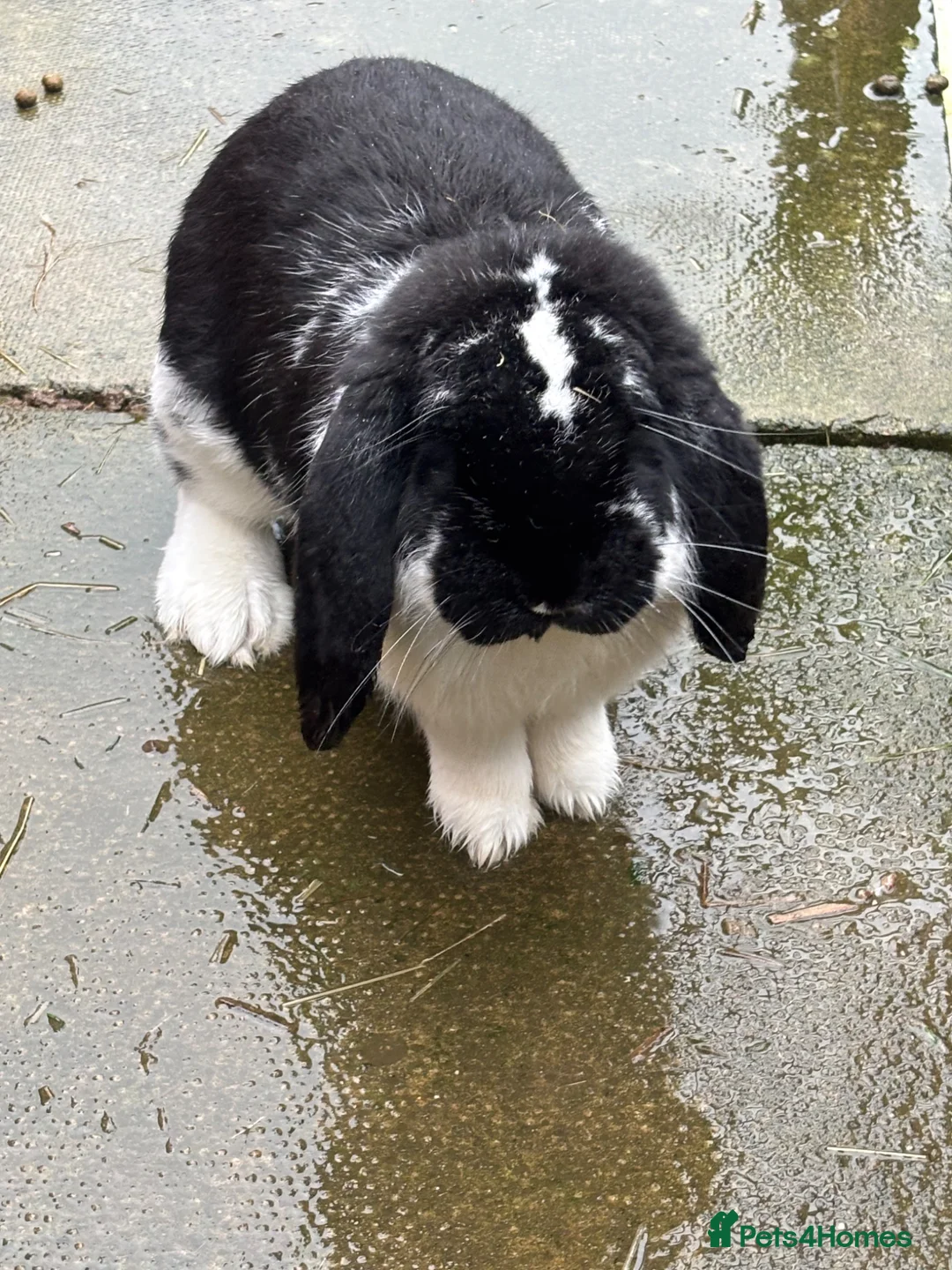 French Lop rabbits for sale: Male French lop  - Advert 2