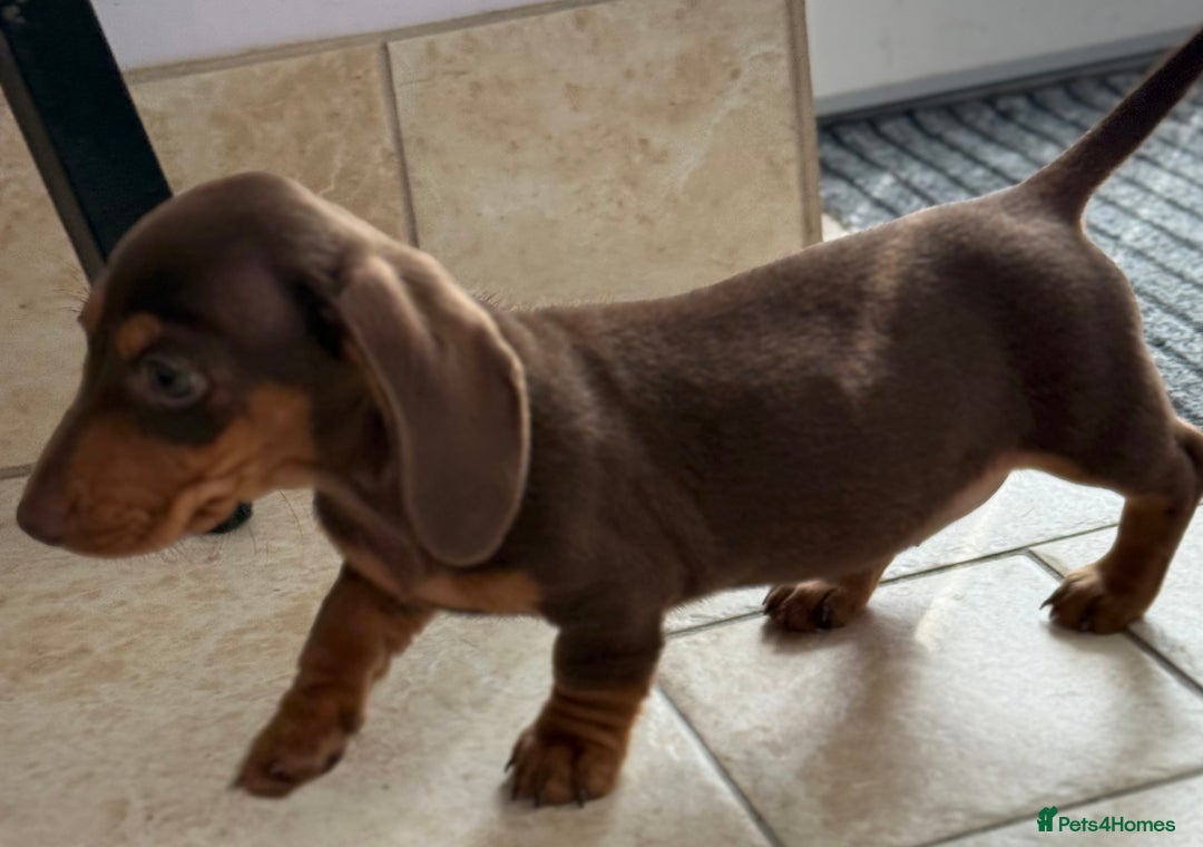 Miniature Dachshund dogs for sale: Beautiful miniature dachshunds ready now 🩷 - Image 13