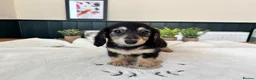Miniature Dachshund dogs for sale: (3left, ready) Long haired miniature Dachshund  - Advert 11