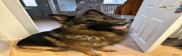 German Shepherd dogs for sale: Gorgeous German shepherd puppies  - Advert 5