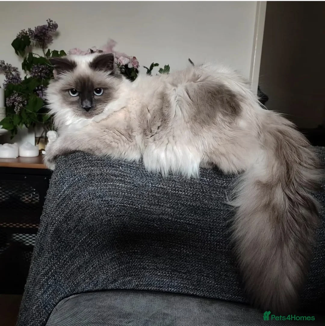 Mixed Breed cats for sale: 4 lovely fluffy kittens  - Advert 2