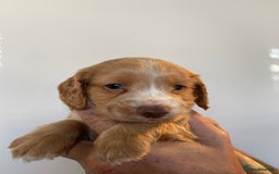Sprocker dogs for sale: Gorgeous sprocker pups - Image 3