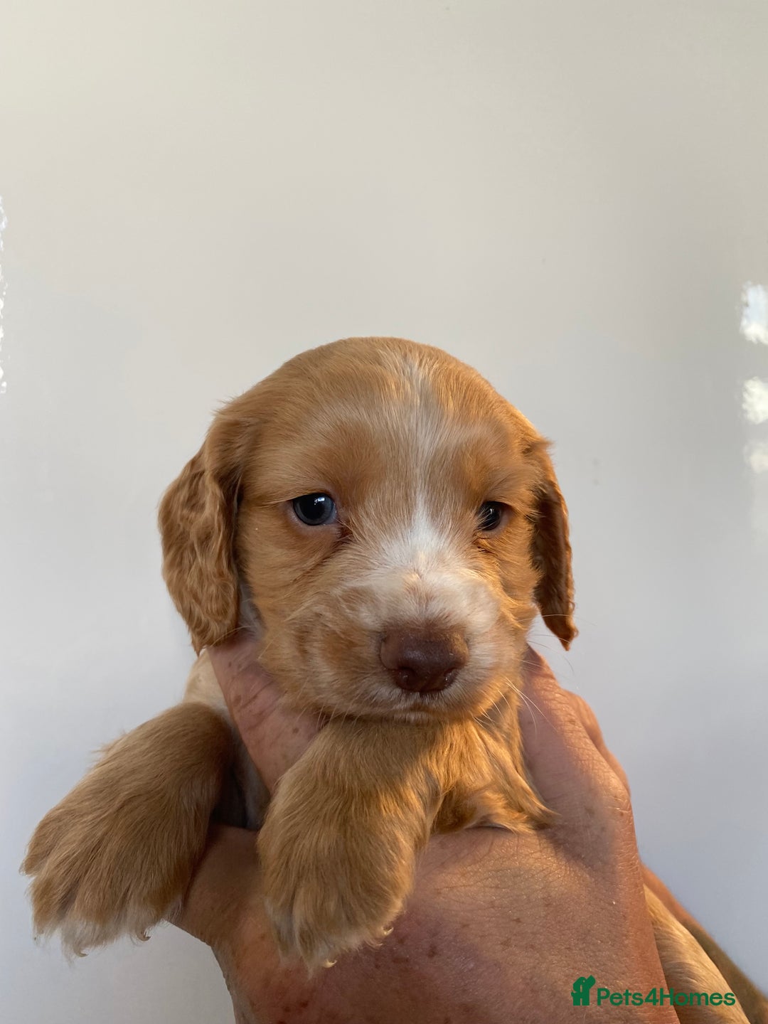Sprocker dogs for sale: Gorgeous sprocker pups - Image 3
