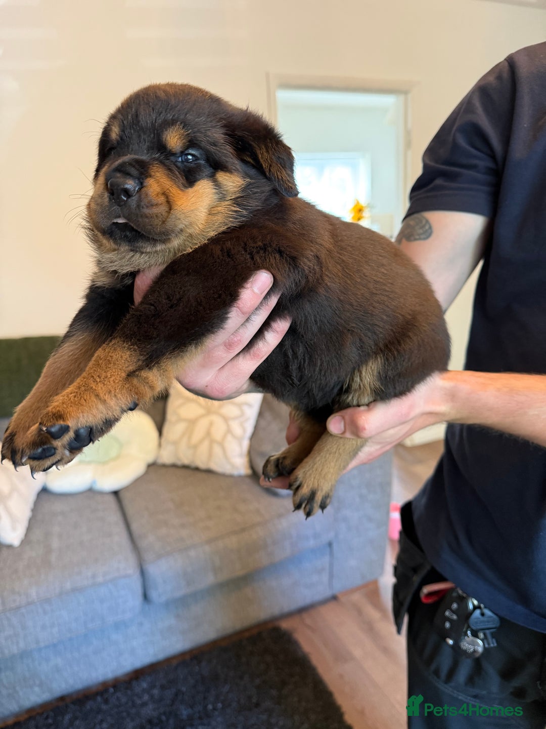 Rottweiler dogs for sale: Rottweiler puppies  - Image 2