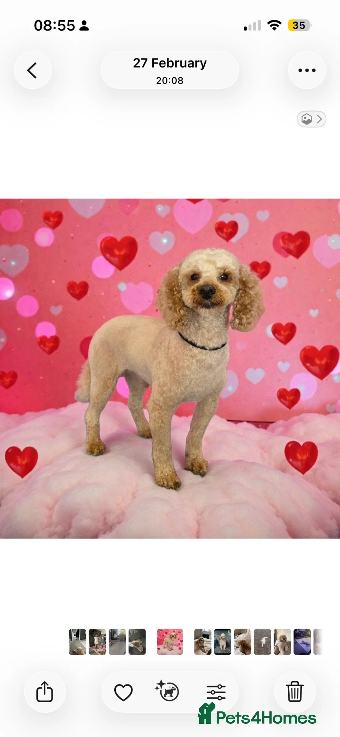 Toy Poodle dogs for stud: Bear  in Stockton-on-Tees - Advert 2