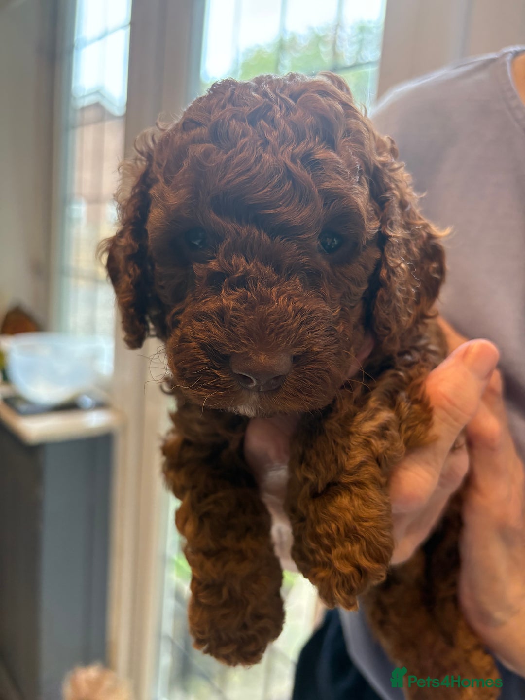 Cockapoo dogs for sale: Red, Chocolate and Merle Cockapoo Puppies - Image 5