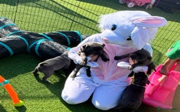 Staffordshire Bull Terrier dogs for sale: staffy puppies - Image 10