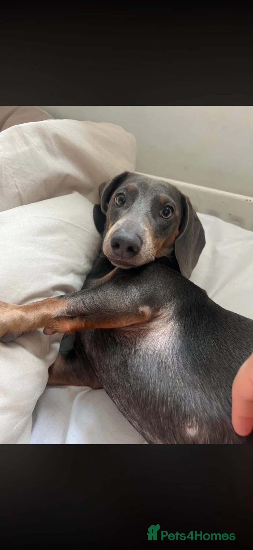 Dachshund dogs for sale: Dachshund looking for his forever home  in Bristol - Advert 10