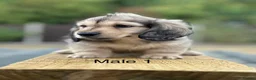 Miniature Dachshund dogs for sale: Miniature shaded cream longhaired Dachshund  - Advert 2