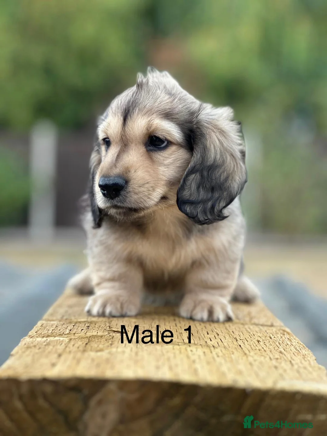 Miniature Dachshund dogs for sale: Miniature shaded cream longhaired Dachshund  - Advert 2