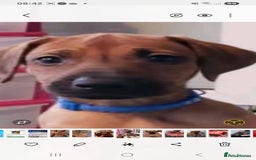 Rhodesian Ridgeback dogs for sale: Rhodesian Ridgeback puppies  - Image 5