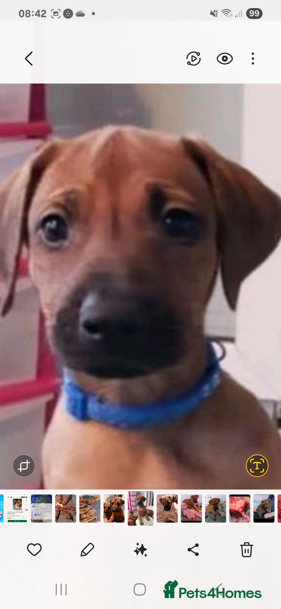 Rhodesian Ridgeback dogs for sale: Rhodesian Ridgeback puppies  - Image 5