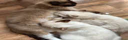 Ragdoll cats for sale: Mink Sepia Ragdolls Cherubim Bicolour Tabby Lynx - Advert 1
