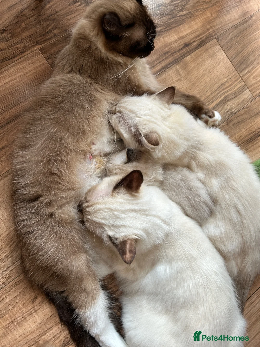 Ragdoll cats for sale: Mink Sepia Ragdolls Cherubim Bicolour Tabby Lynx - Advert 1