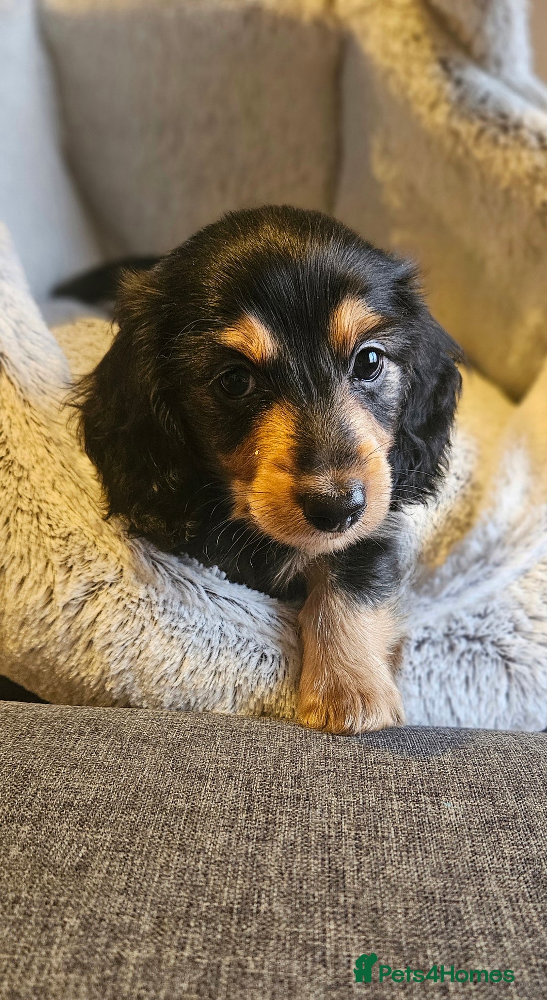Miniature Dachshund dogs for sale: Last boy reduced, Ready Now 💙 - Advert 4