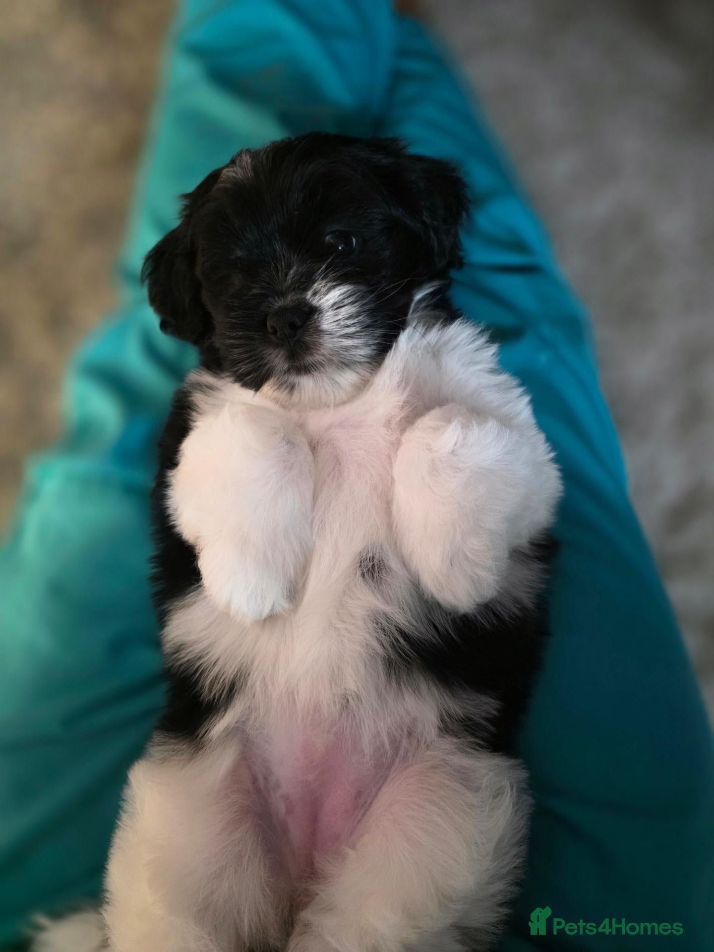 Lhasa Apso dogs 1 little beauty left.  - Advert 13