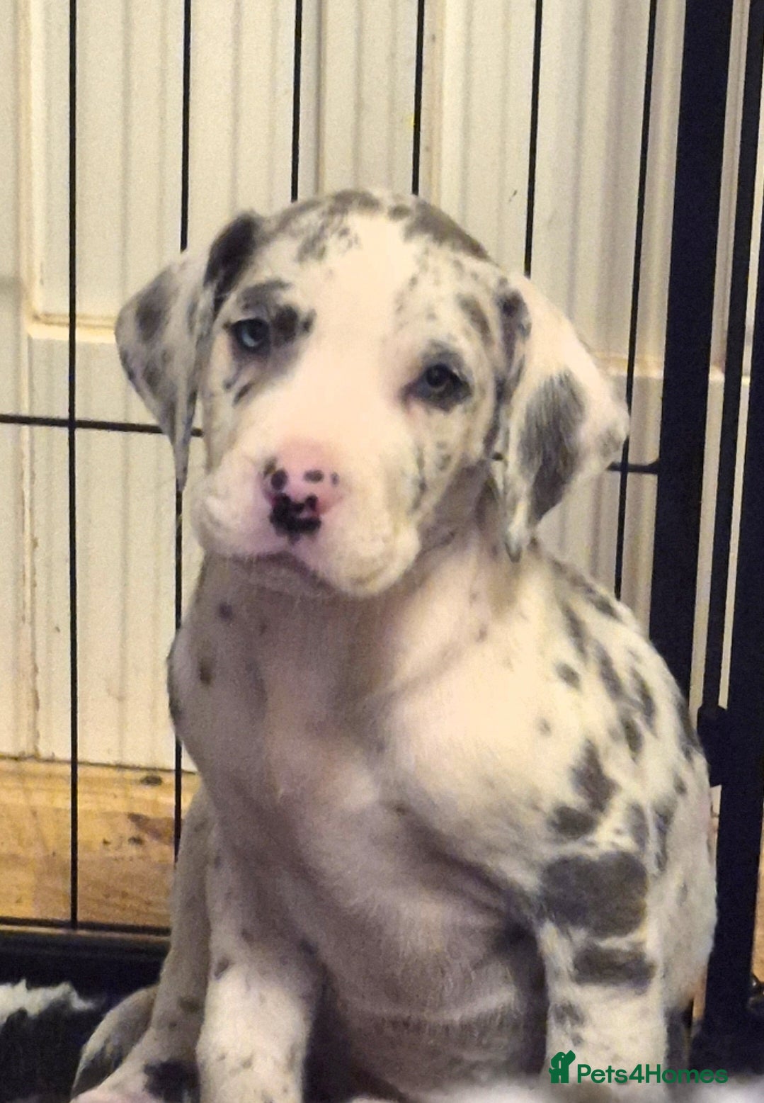 Great Dane dogs READY TO GO! Pedigree Great Dane babies  - Advert 1