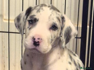 Great Dane dogs READY TO GO! Pedigree Great Dane babies - Advert 9