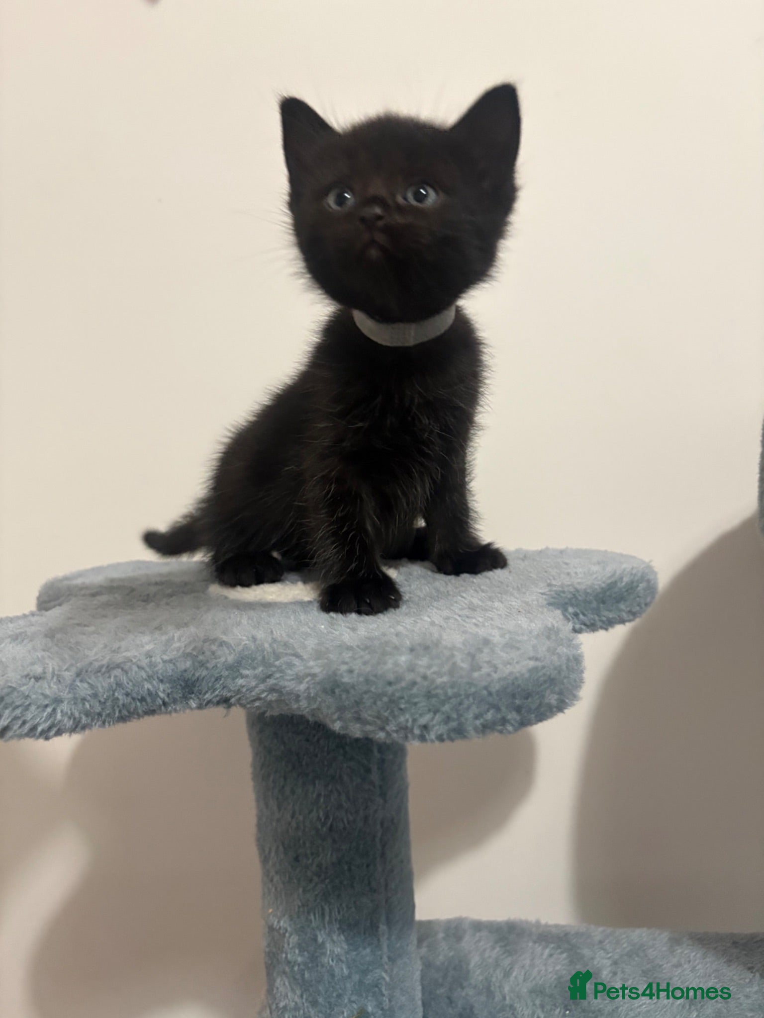 British Longhair cats Gorgeous Rare Scottish Fold & Straight Kittens - Advert 4