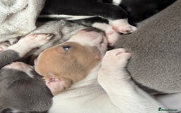 Mixed Breed dogs for sale: Whippet x greyhound puppies  - Image 4