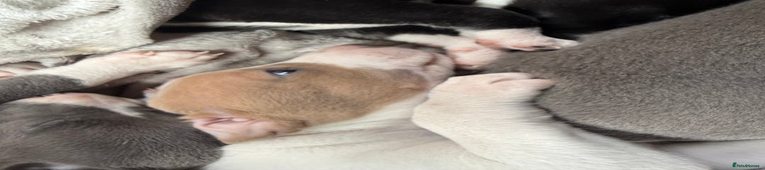 Whippet x greyhound - Male