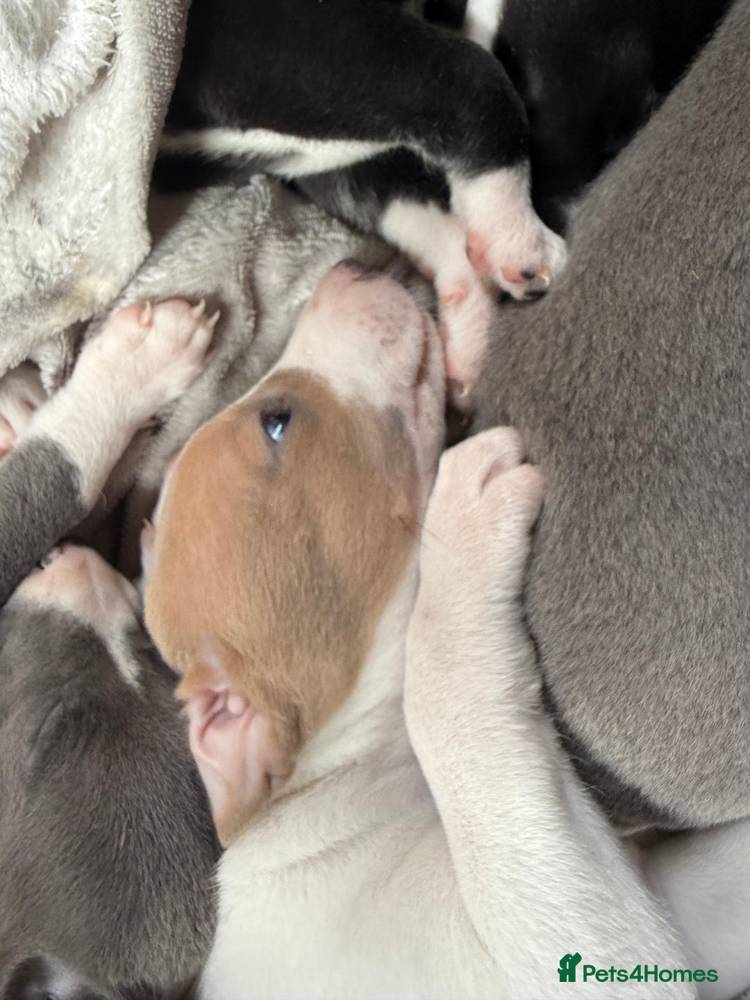 Mixed Breed dogs for sale: Whippet x greyhound puppies  - Image 4