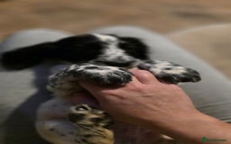 Cocker Spaniel dogs for sale: Rare colour puppies 🐶  - Image 9