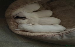 Jack Russell dogs for sale: Amazing jack Russell litter  - Image 4