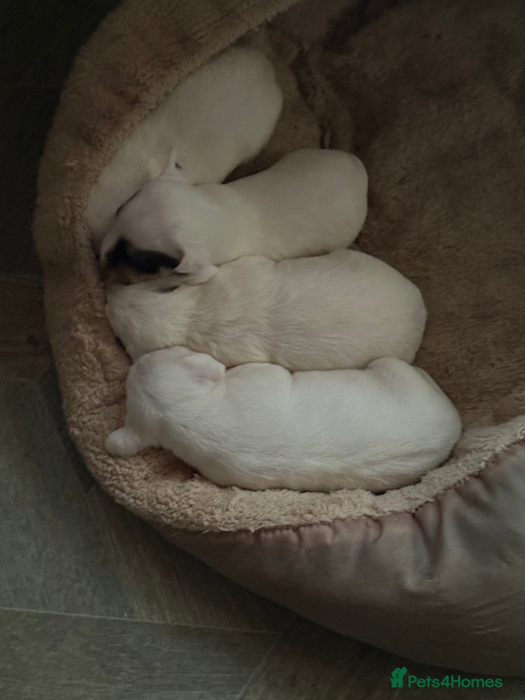 Jack Russell dogs for sale: Amazing jack Russell litter  - Image 4