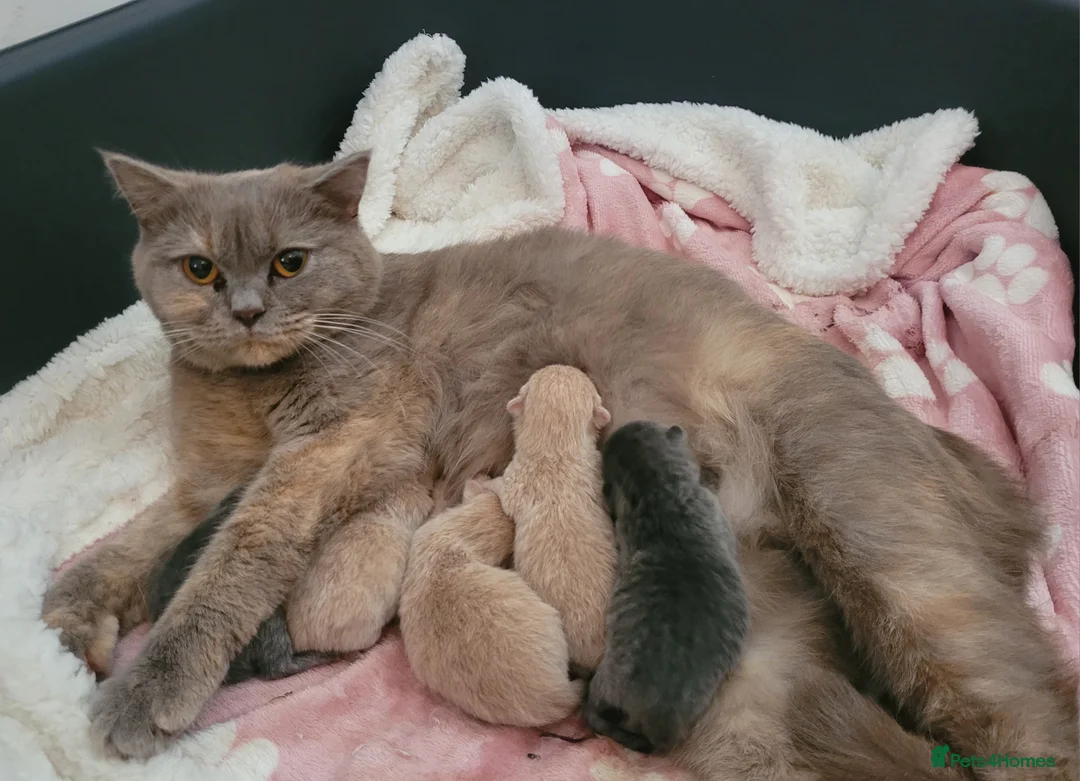 British Shorthair cats for sale: Blue british shorthair kittens in Southsea - Advert 2