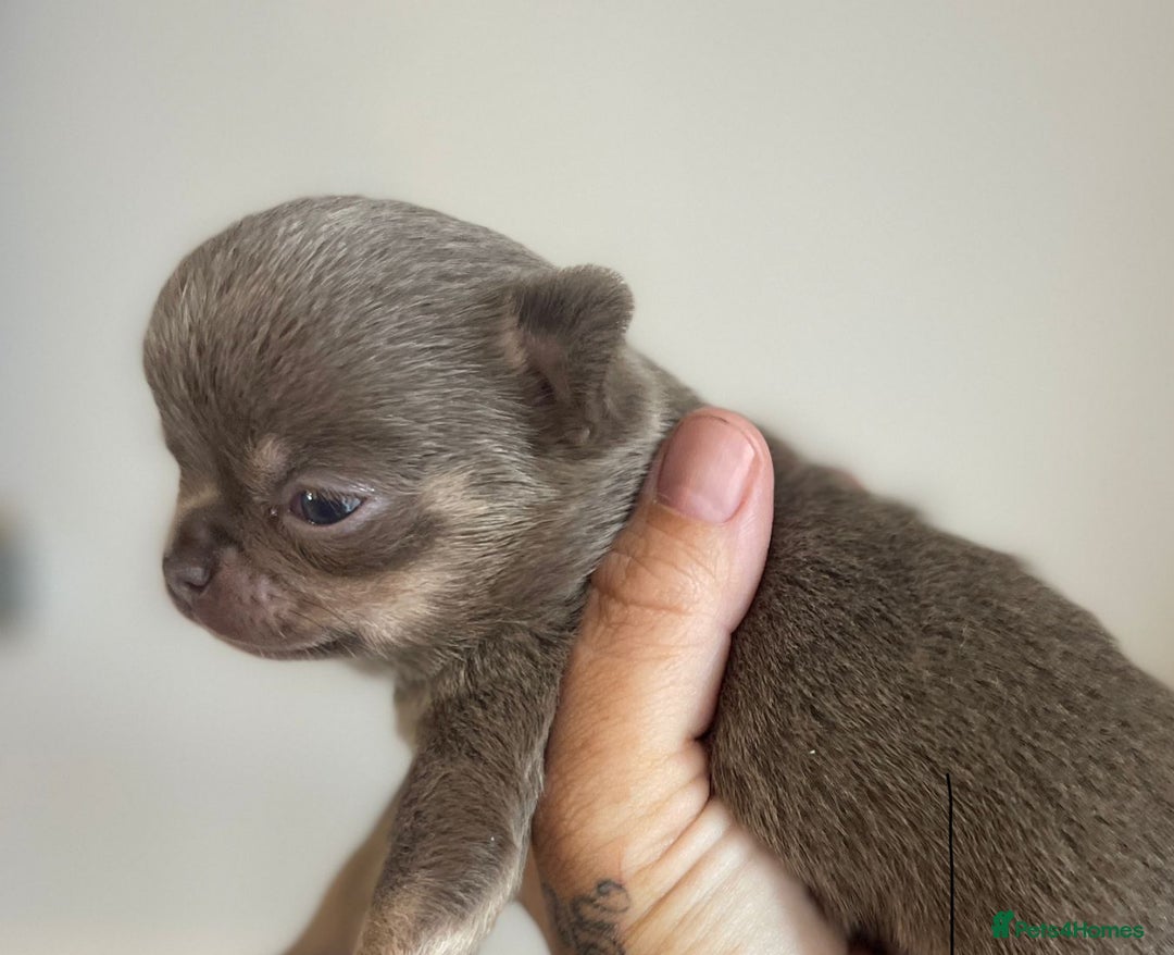 Chihuahua dogs for sale: KC Reg tiny Chihuahua puppies - Image 4