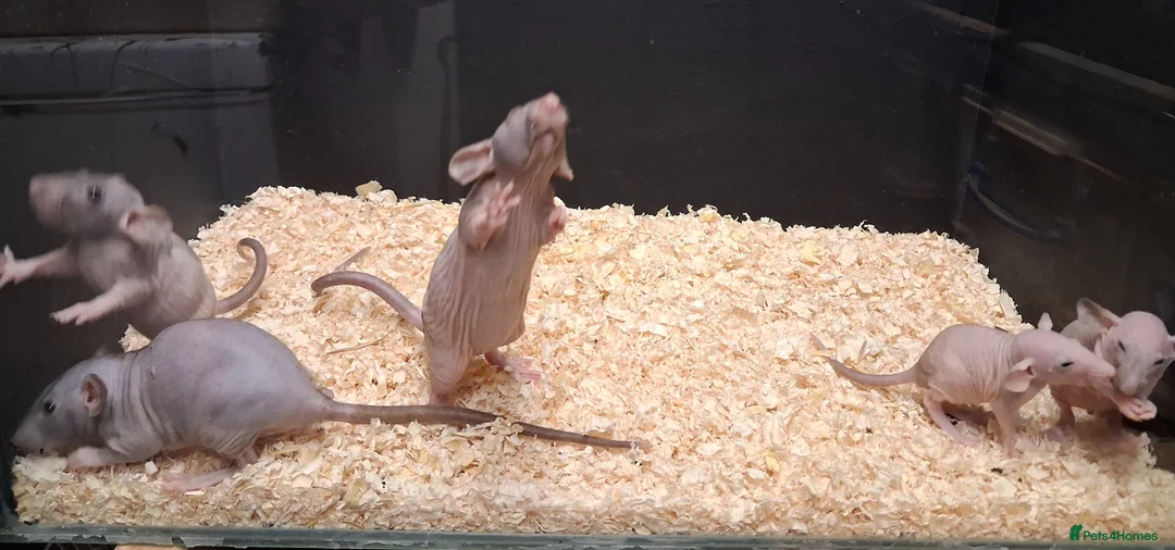 Rat rodents for sale: Baby Dumbo Eared Rat's Males and Females  - Advert 2