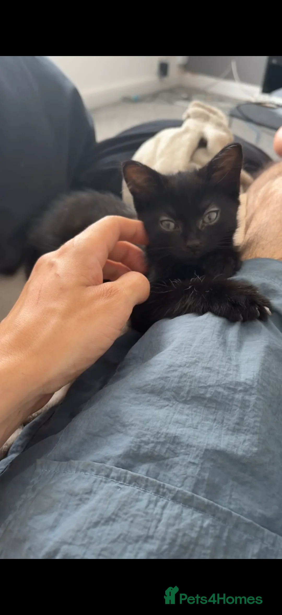 Mixed Breed cats for sale: Mixed breed little boy in Glasgow - Advert 2
