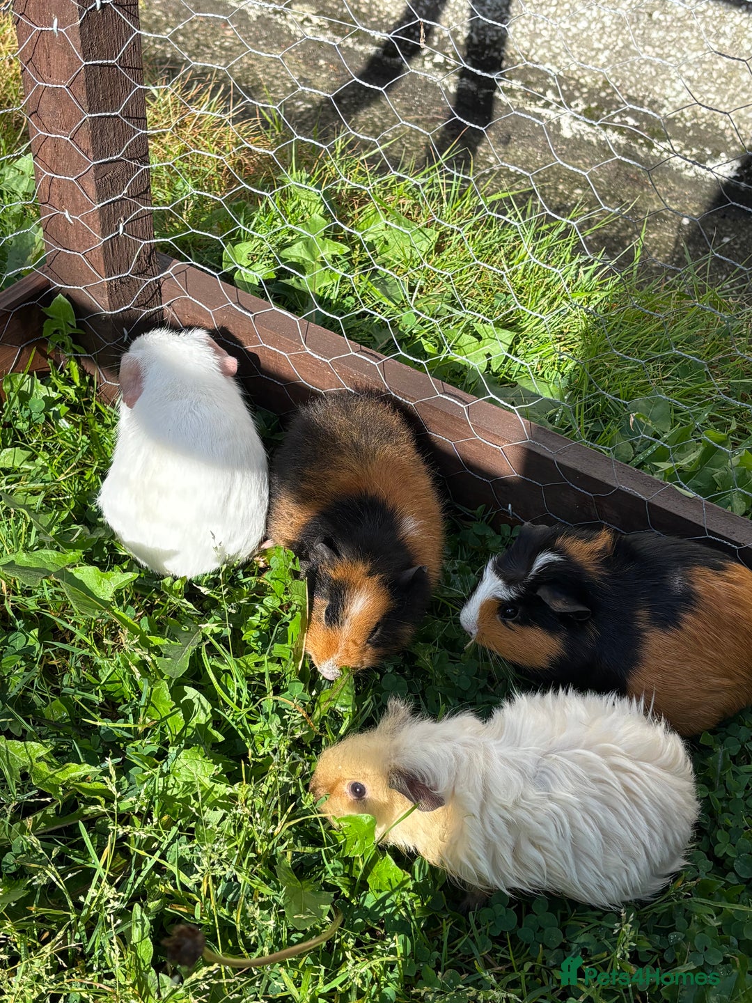Guinea Pig rodents for sale: “4 Adorable Female Guinea Pigs with Hutch & Access - Image 9
