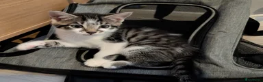Mixed Breed Kitten 4
