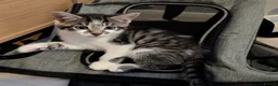 Mixed Breed cats for sale: Rainbow litter of - part BSH - Advert 13