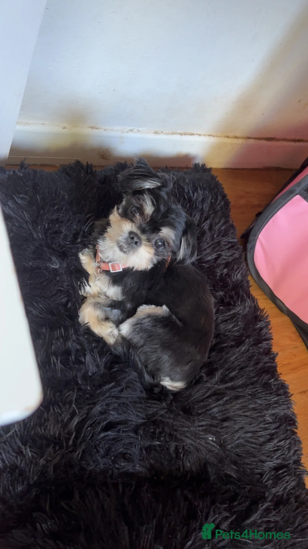 Mixed Breed dogs for sale: Malchi  in Crieff - Advert 2