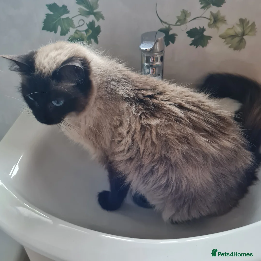 Ragdoll cats for sale: Female Ragdoll  - Advert 2