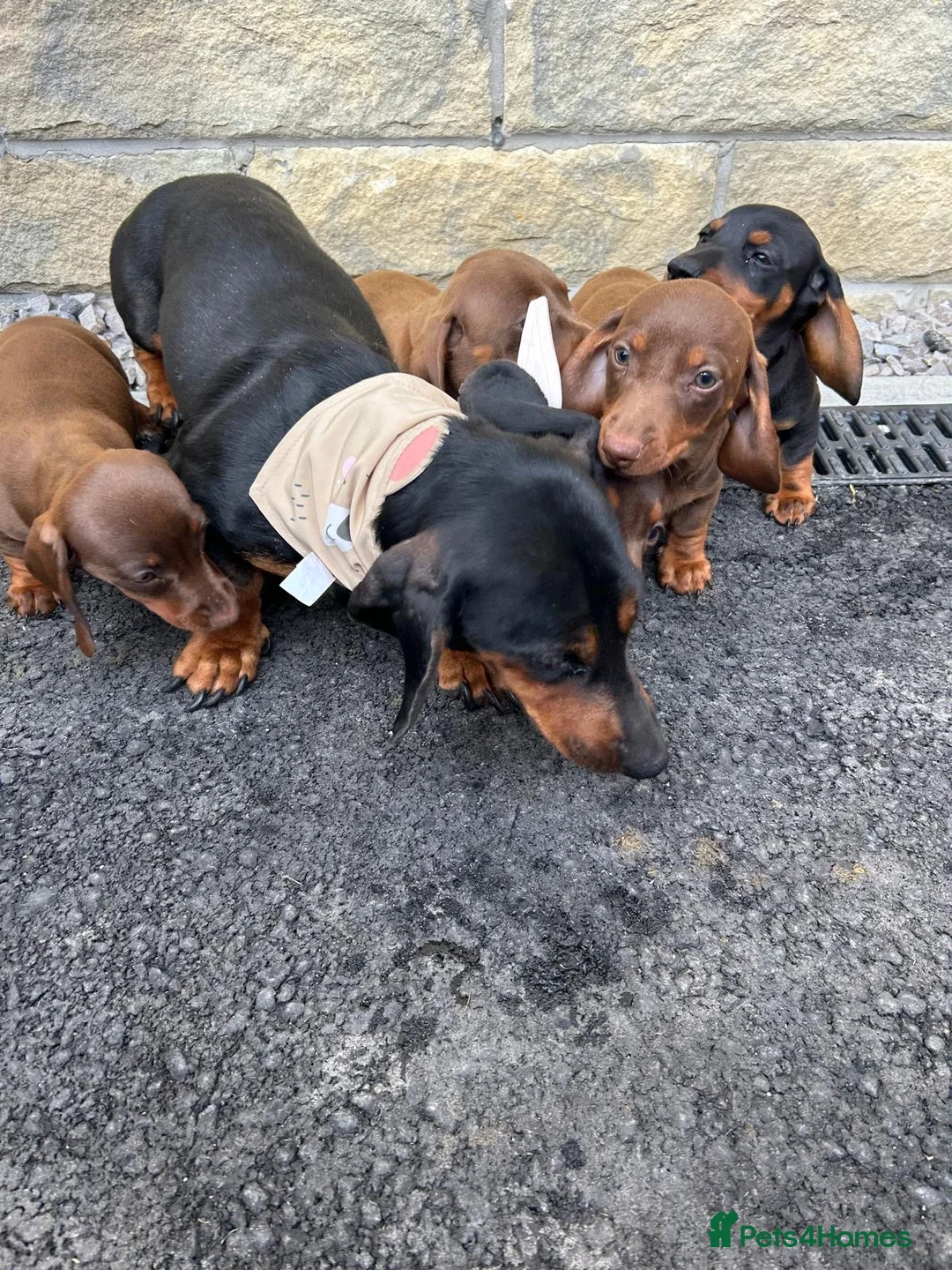 Miniature Dachshund dogs for sale: Minature Dachshund puppies ready to leave  in Blackburn - Advert 2