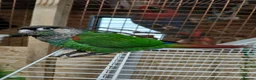 Conures birds for sale: SHARONS HAND-REARED BIRDS in Dungannon - Advert 4