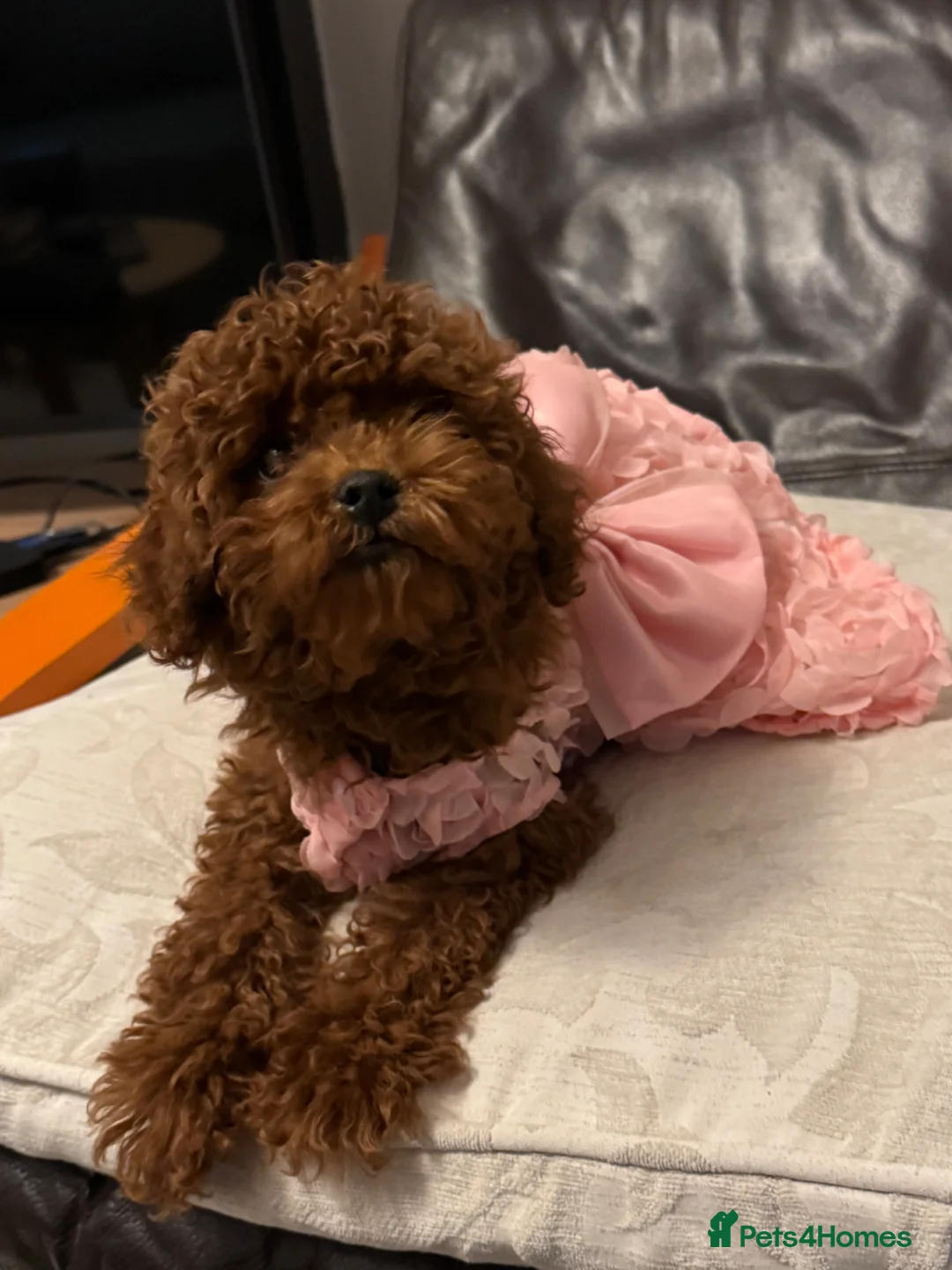 Toy Poodle dogs for sale: Teddy face Asian girl  - Advert 1